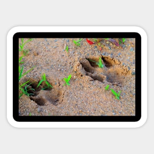 paw prints Sticker